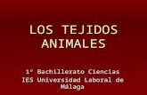 LOS TEJIDOS ANIMALES