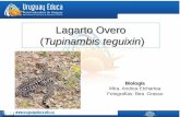 Lagarto Overo  ( Tupinambis teguixin )