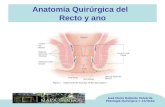 Anatomía Quirúrgica del   Recto y ano