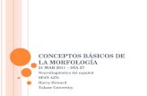 CONCEPTOS BÁSICOS DE LA MORFOLOGÍA 21 MAR 2011 – DÍA 27