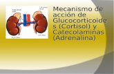 Mecanismo de acción de Glucocorticoides (Cortisol) y Catecolaminas (Adrenalina)