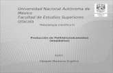 Universidad Nacional Autónoma de México Facultad de Estudios Superiores Iztacala