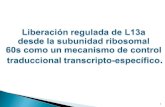 Liberación regulada de L13a  desde la subunidad ribosomal  60s como un mecanismo de control