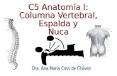 C5 Anatomía I: Columna Vertebral, Espalda y Nuca