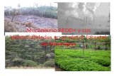 Mecanismo REDD+ y sus potencialidades en el sector forestal de Nicaragua
