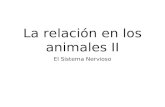 La relación en los animales II