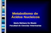 Metabolismo de  Ácidos Nucleicos