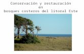 Conservación y restauración  en  bosques costeros del litoral Este