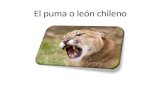 El puma o león chileno