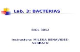 Lab. 3: BACTERIAS