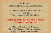 Bolilla 5  Metabolismo de los lípidos - Digestión y absorción de lípidos. Transporte de lípidos.