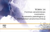 TEMA 14 Formas anatómicas normales .  Anatomía patológica y mentalidad anatomoclínica