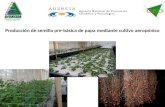 Producción de semilla pre-básica de papa mediante cultivo aeropónico
