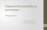Exposición péptidos y proteínas:  Pregunta  16
