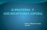 G-PROTEÍNA  Y   LOS RECEPTORES (GPCRs)