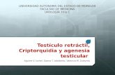 Testículo retráctil, Criptorquidia y agenesia testicular