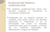 Anatomía del Sistema cardiovascular