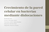 Crecimiento de la pared celular en bacterias mediante dislocaciones
