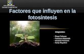 Factores que influyen en la fotosíntesis