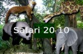 Safari 20 10
