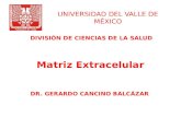 UNIVERSIDAD DEL VALLE DE MÉXICO