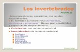 11. Invertebrados