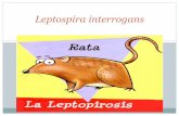 Leptospira interrogans