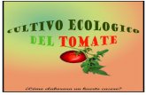 tomate cultivo ecologico