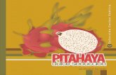 Pitahaya Dulce Seduccion / Elizabeth Hernandez /G312