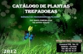 Catalogo Plantas trepadoras Viveiro San Mamede