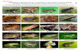 Anfibios y reptiles de la Amazonía