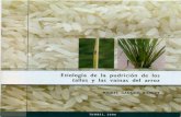 Etiología de la Pudrición de los tallos y las vainas del arroz