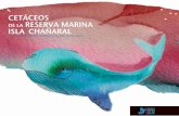 cetáceos de la reserva marina isla chañaral