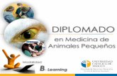 Diplomado Medicina Pequeños Animales UC Temuco