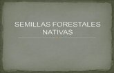 semillas forestales nativas