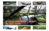 Os paxaros do Rio Gafos
