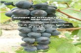 Informe Inteligencia de Mercado de Uva de Cascas en Ecuador y Colombia