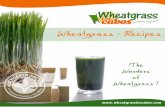 Recetas  con Wheatgrass