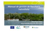 Manual de gestión de Baccharis halimifolia