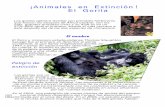 Gorilas en extinción
