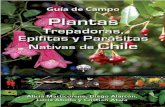 Plantas Trepadoras, Epifitas y Parasitas  Nativas de Chile