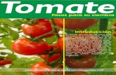Pasos para siembra de tomate