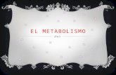 El metabolismo diapo de biolo (1)