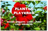 Plantas playeras