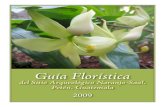 Guía Floristica del Sitio Arqueológico Naranjo-Saal Petén, Guatemala