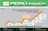 Peru Paddy diciembre 2014