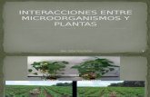 s3-Interacciones Entre Microorganismos y Plantas