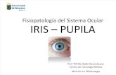 Iris - Pupila