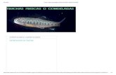 Trucha - Peces Ornamentales_ Exportaciones e Importaciones