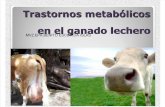 Hipocalcemia,Vacas Caidas